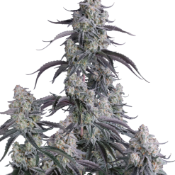 Pineapple OG Auto - Semi Autofiorenti