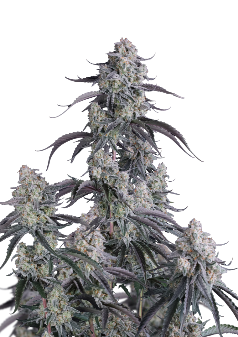Pineapple OG Auto - Semi Autofiorenti