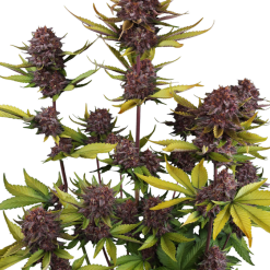 Purple Lemonade Auto RF3 - Semi Autofiorenti