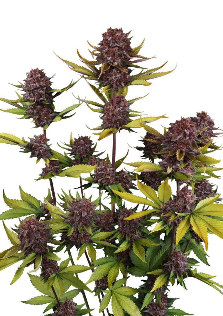 Purple Lemonade Auto RF3 - Semi Autofiorenti