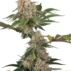 Sticky Berry Mints XXL - Semi Stagionali Fotoperiodici