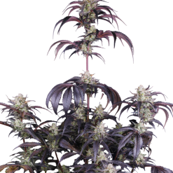Strawberry Gorilla Auto RF3 - Semi Autofiorenti