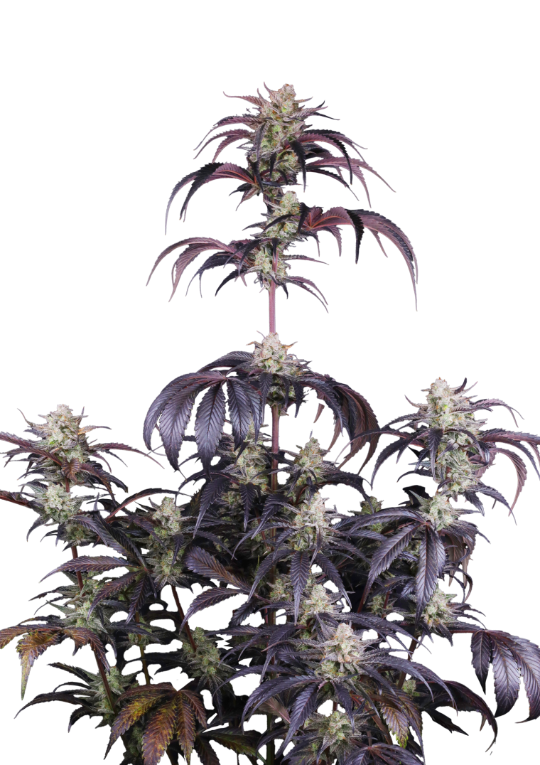 Strawberry Gorilla Auto RF3 - Semi Autofiorenti