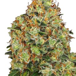 Sweet Tangerine Tango Auto - Semi Autofiorenti