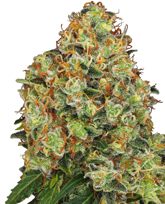 Sweet Tangerine Tango Auto - Semi Autofiorenti