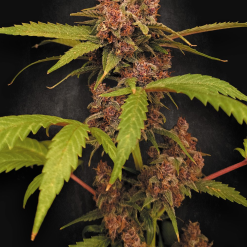 Auto Banana Purple - Semi Autofiorenti