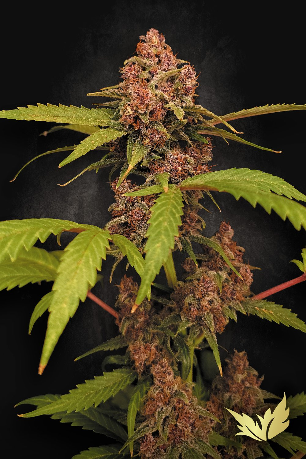 Auto Banana Purple - Semi Autofiorenti
