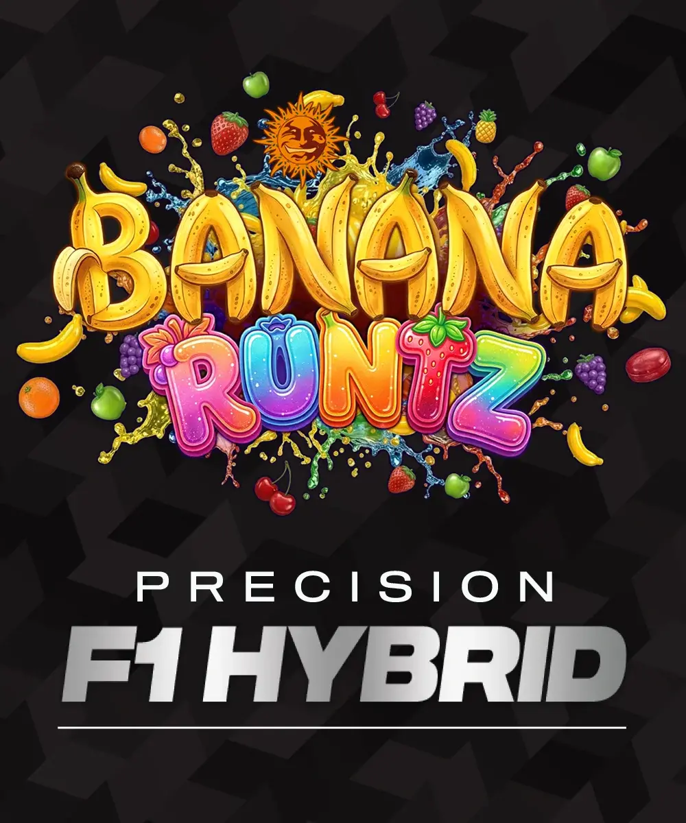 Banana Runtz F1 - Semi Stagionali Fotoperiodici - immagine 2