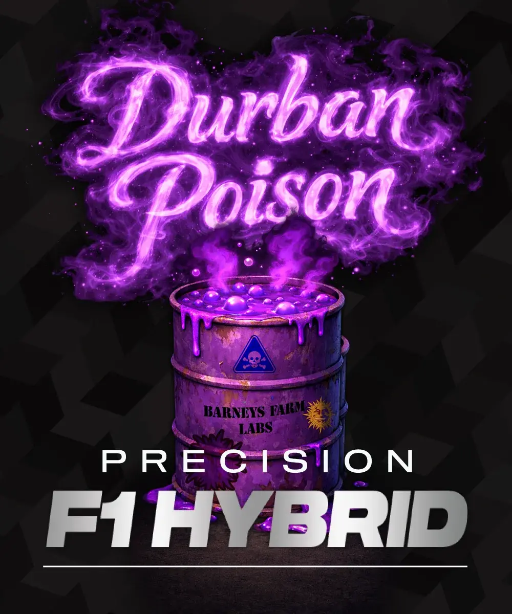 Durban Poison F1 - Semi Stagionali Fotoperiodici - immagine 2