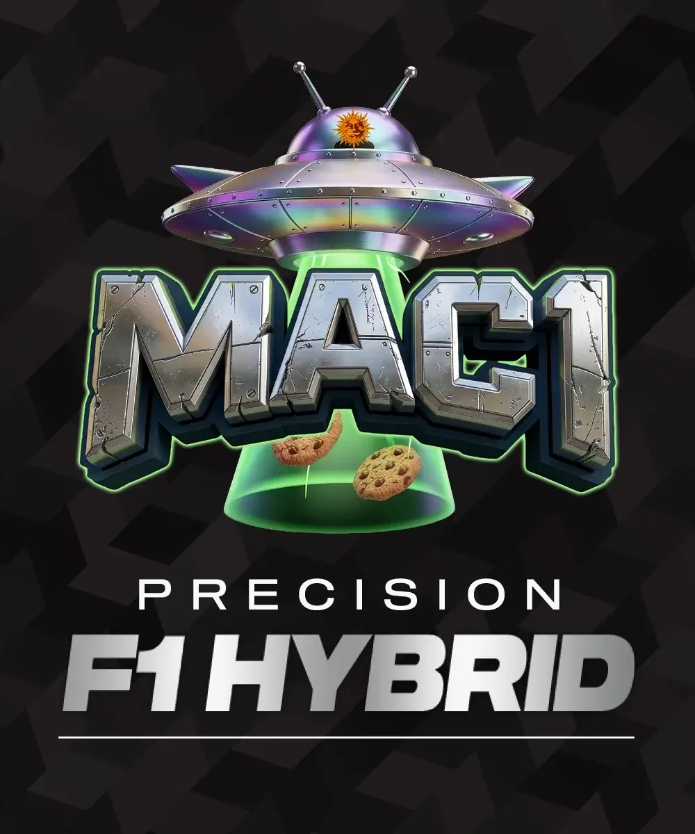 MAC 1 F1 - Semi Stagionali Fotoperiodici - immagine 2