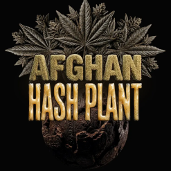 Afghan Hash Plant Auto – Semi Autofiorenti