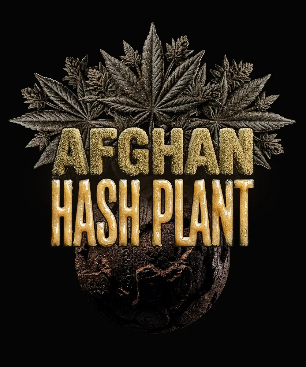 Afghan Hash Plant Auto – Semi Autofiorenti