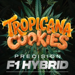 Tropicana Cookies Auto F1 – Semi Autofiorenti