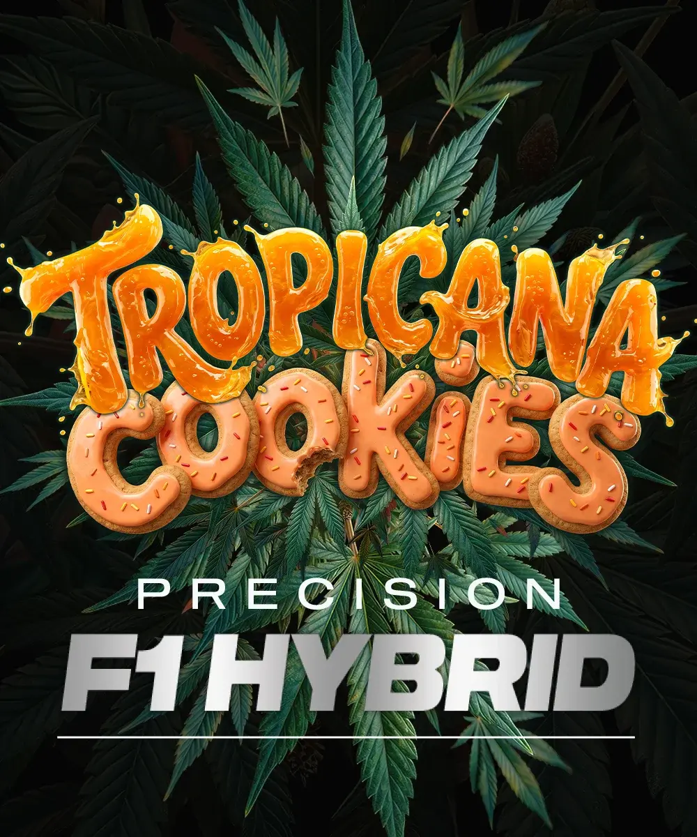 Tropicana Cookies Auto F1 – Semi Autofiorenti